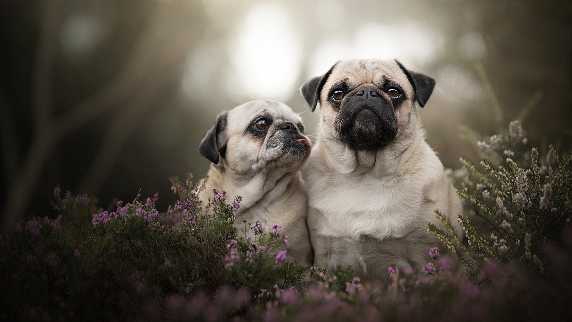 九游电脑版-施瓦茨800米自由泳全程稳扎稳打