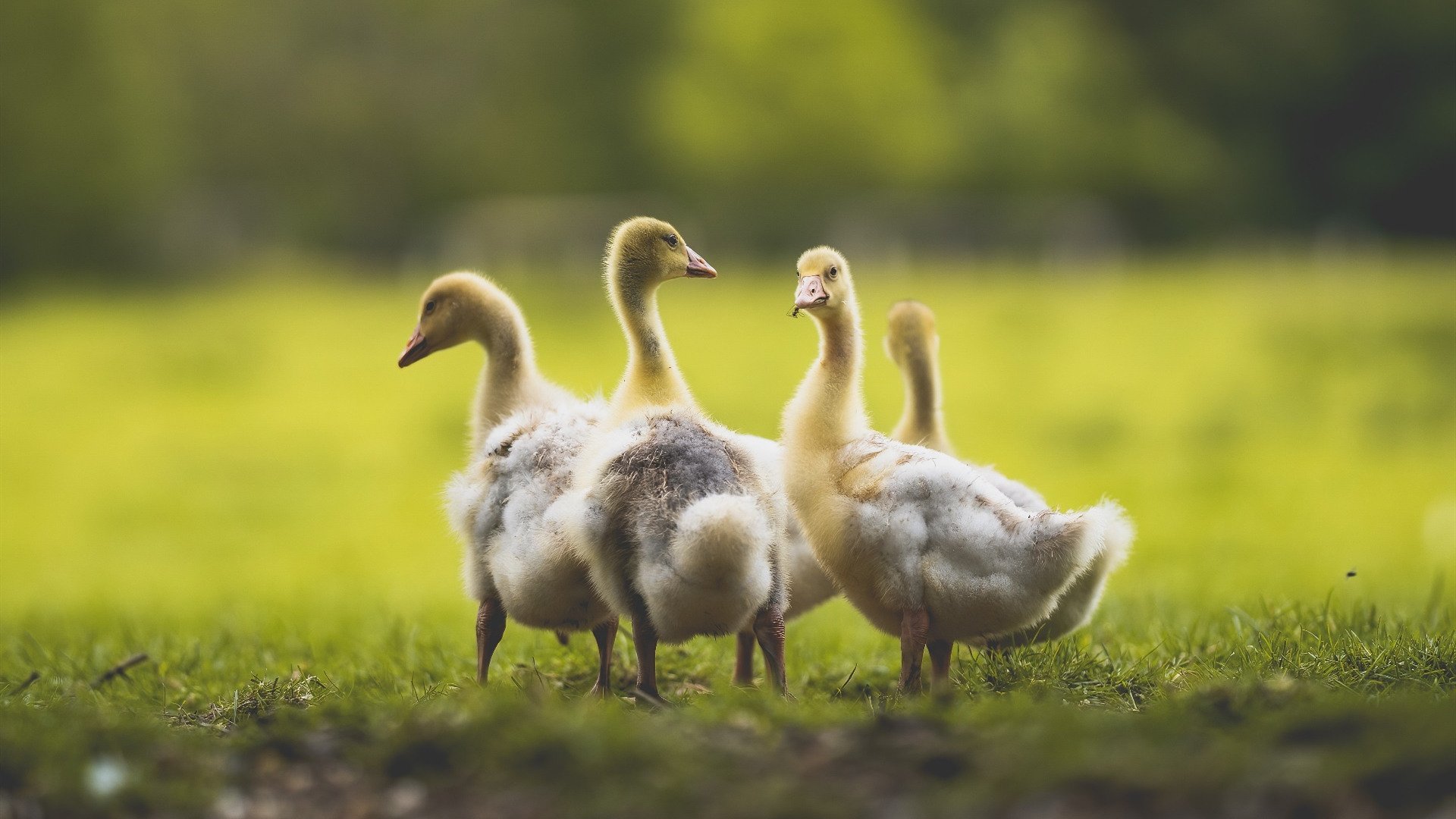 新闻中心公告体育科研成果国家奖推荐材料提交要求,体育教学成果奖申报题目